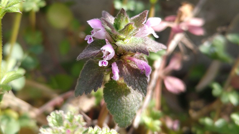 ヒメオドリコソウの花 横浜市旭区今宿南町