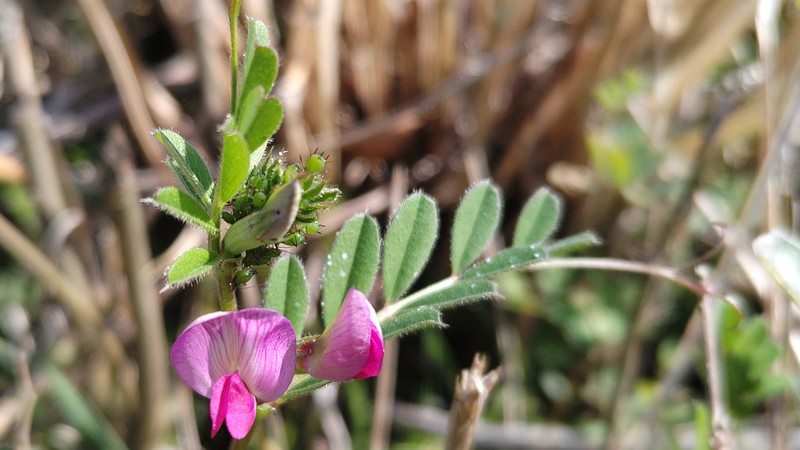カラスノエンドウの花 横浜市旭区今宿南町