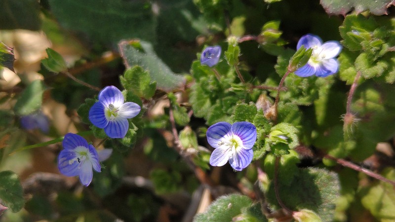 オオイヌノフグリの花 横浜市旭区今宿南町