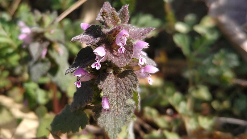 ヒメオドリコソウの花 横浜市旭区今宿南町