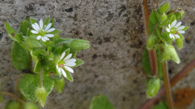 ハコベの花 横浜市旭区今宿南町