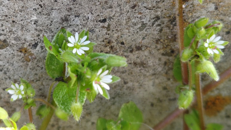 ハコベの花 横浜市旭区今宿南町