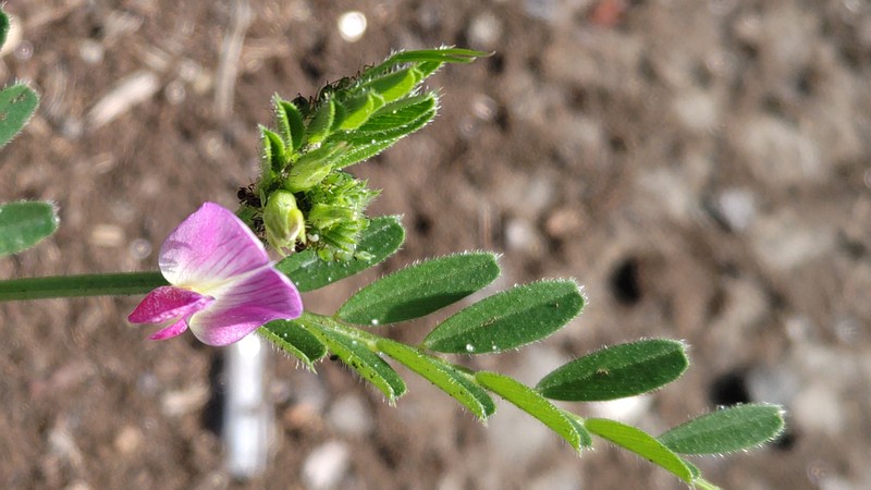 カラスノエンドウの花 横浜市旭区今宿南町
