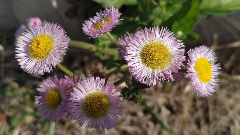 ハルジオンの花 横浜市旭区今宿南町