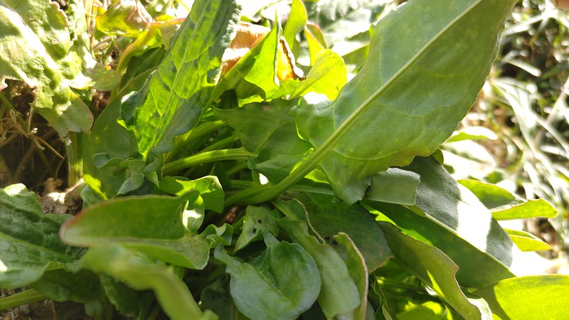 スイバ 横浜市旭区今宿南町