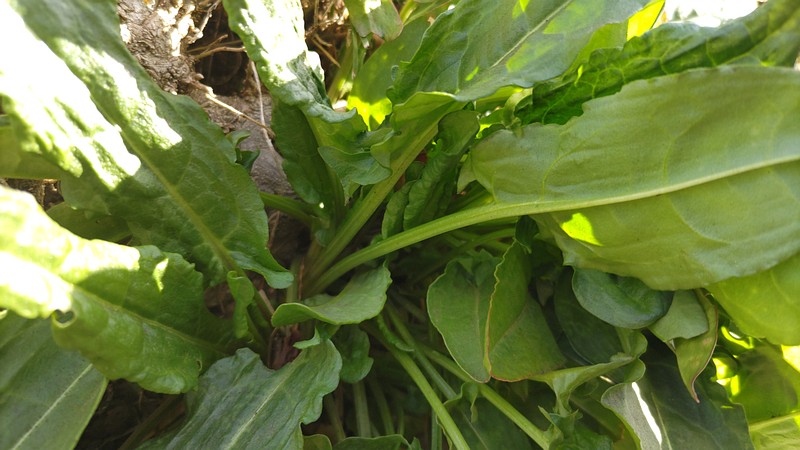 スイバ 横浜市旭区今宿南町