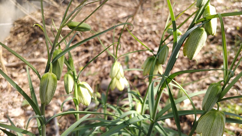 アミガサユリの花 横浜市旭区今宿南町