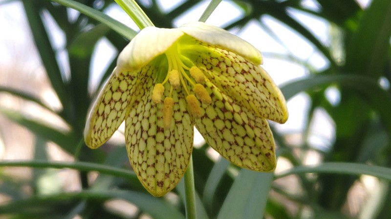 アミガサユリの花 横浜市旭区今宿南町