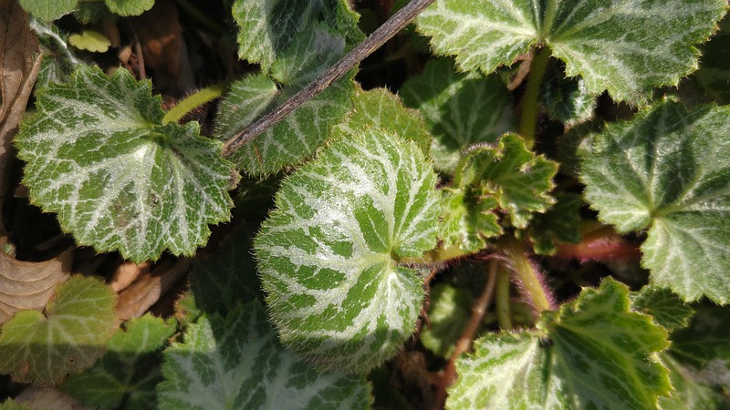 ユキノシタ 横浜市旭区今宿南町