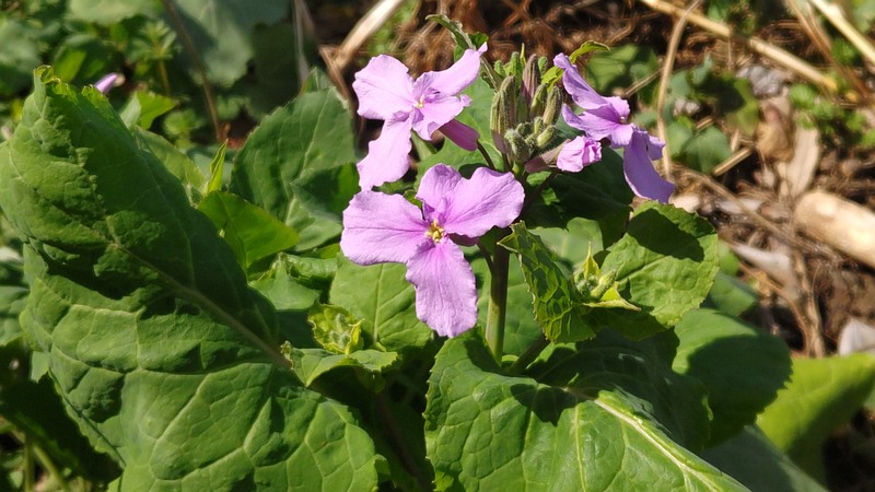 オオアラセイトウの花 横浜市旭区今宿南町