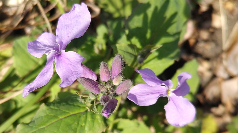 オオアラセイトウの花 横浜市旭区今宿南町