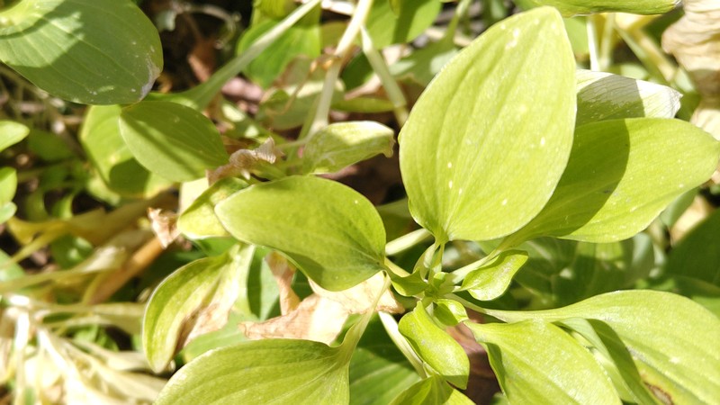 トキワツユクサ 横浜市旭区今宿南町