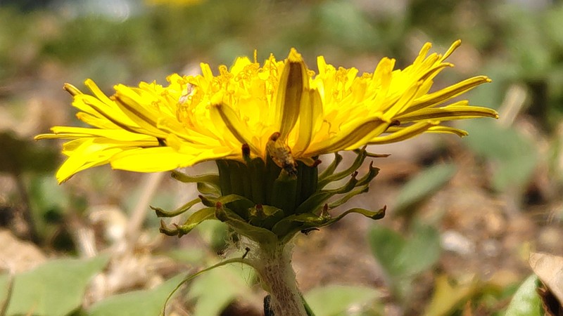 セイヨウタンポポの花 横浜市旭区今宿南町
