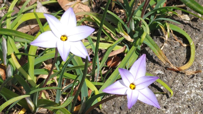 ハナニラの花 横浜市旭区今宿南町