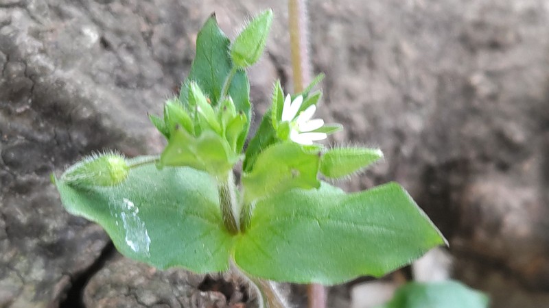 ハコベの花 横浜市旭区今宿南町