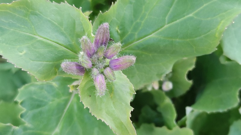 オオアラセイトウの蕾 横浜市旭区今宿南町