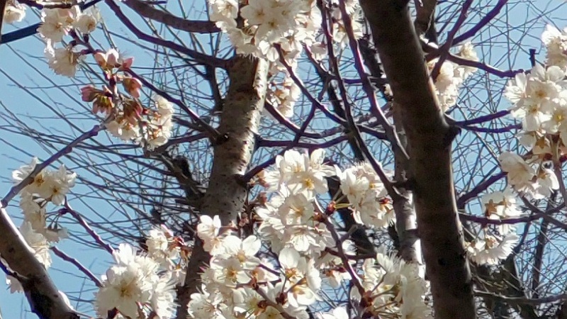 カラミザクラの花 横浜市旭区今宿南町
