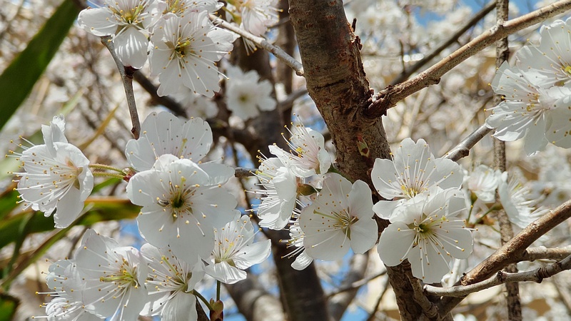 カラミザクラの花 横浜市旭区今宿南町
