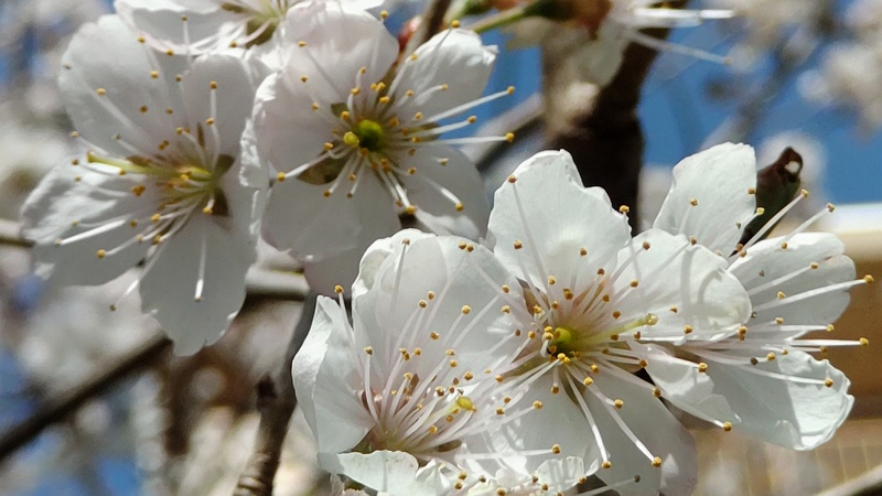 カラミザクラの花 横浜市旭区今宿南町