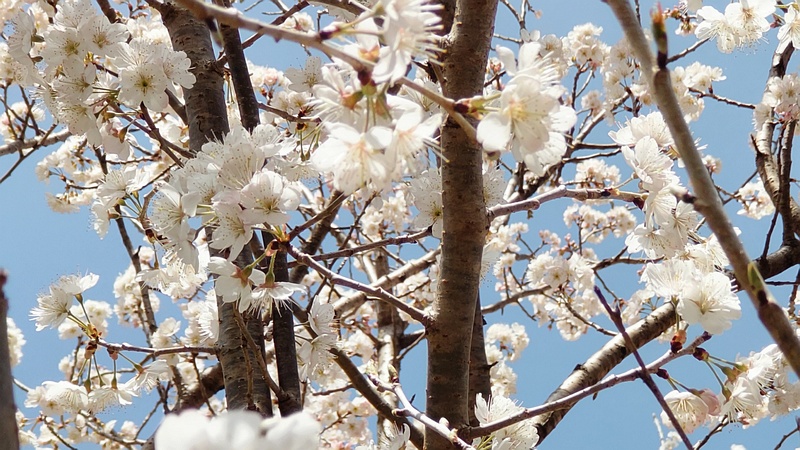 カラミザクラの花 横浜市旭区今宿南町