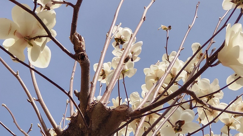 ハクモクレンの花 横浜市旭区今宿南町