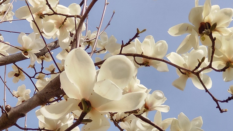 ハクモクレンの花 横浜市旭区今宿南町