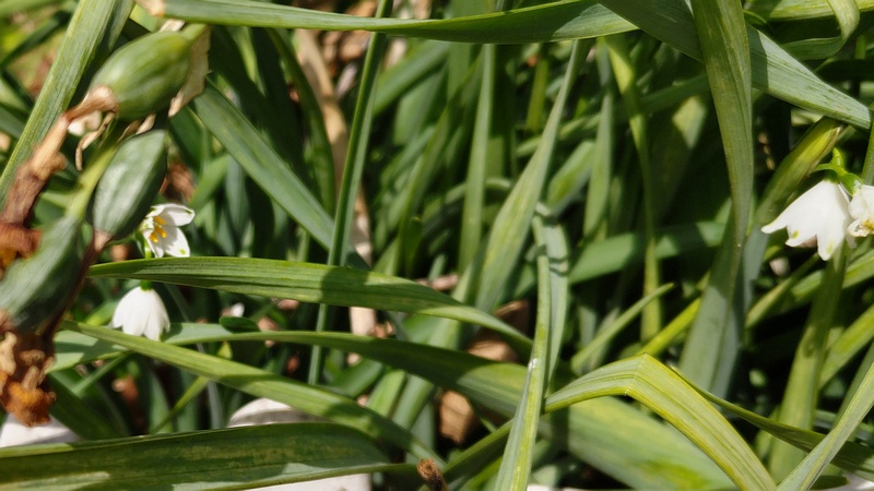 スノーフレークの花 横浜市旭区今宿南町
