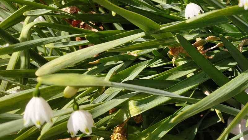 スノーフレークの花 横浜市旭区今宿南町