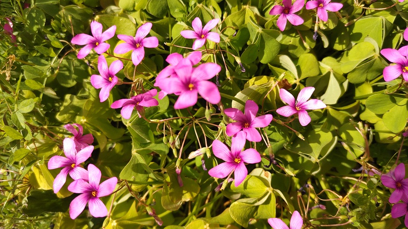 イモカタバミの花 横浜市旭区今宿南町