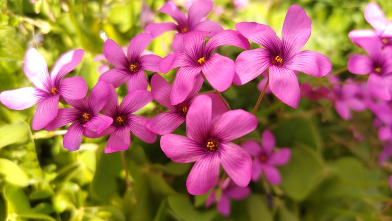 イモカタバミの花 横浜市旭区今宿南町