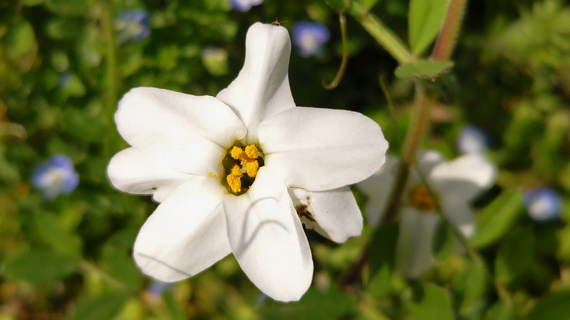 ハナニラの花 横浜市旭区今宿南町