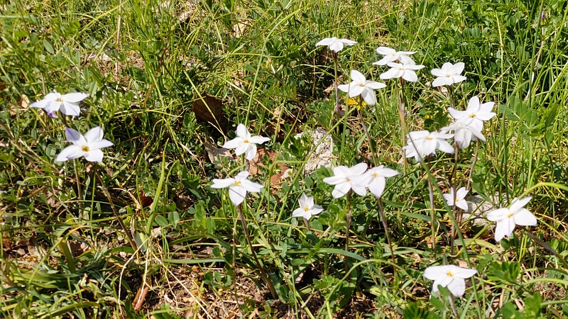 ハナニラの花 横浜市旭区今宿南町