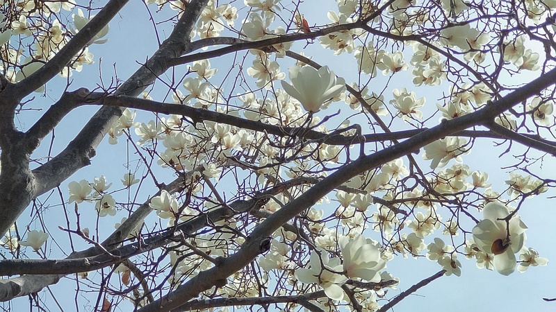 ハクモクレンの花 横浜市旭区今宿南町
