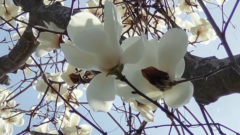ハクモクレンの花 横浜市旭区今宿南町