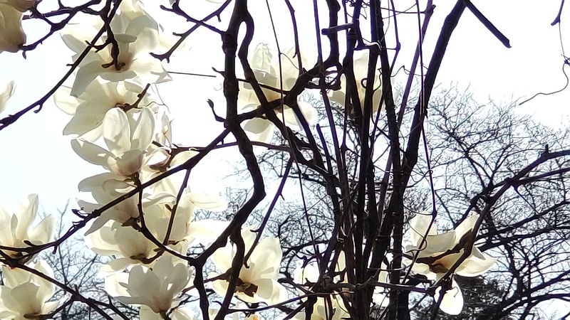 ハクモクレンの花 横浜市旭区今宿南町