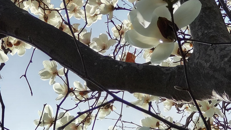 ハクモクレンの花 横浜市旭区今宿南町