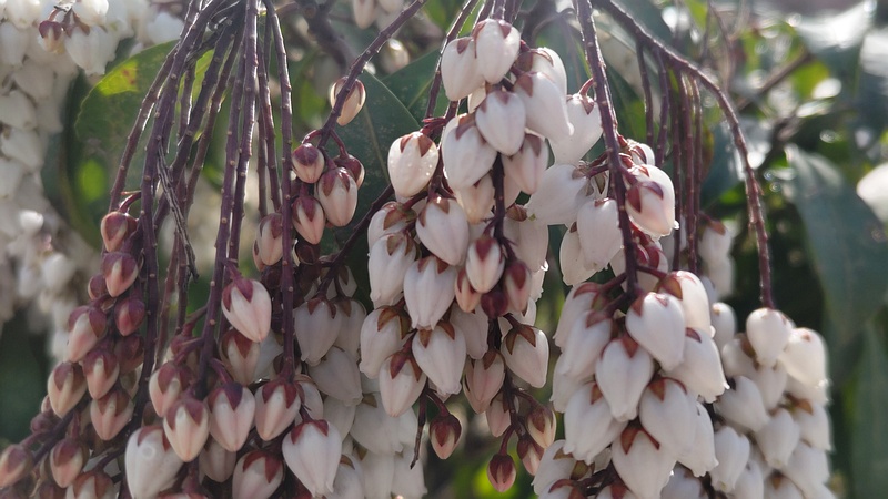 アセビの花 横浜市旭区今宿南町