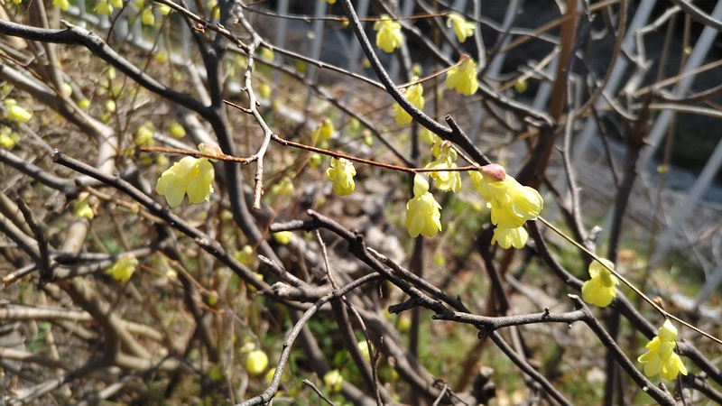 ヒュウガミズキの花 横浜市旭区今宿南町