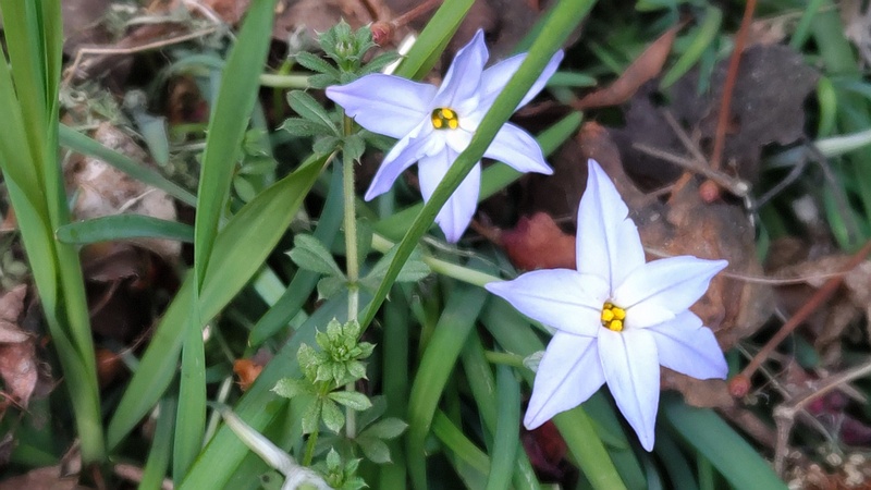 ハナニラの花 横浜市旭区今宿南町
