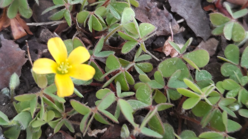 カタバミの花 横浜市旭区今宿南町