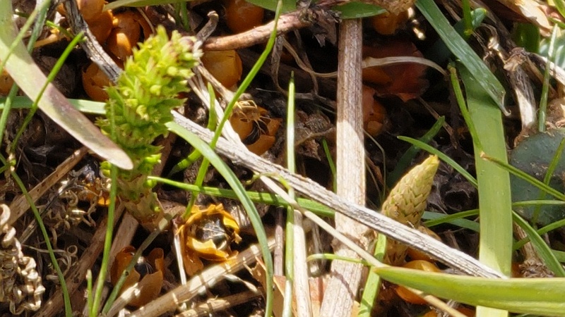 スギナの胞子茎と栄養茎 横浜市旭区今宿南町