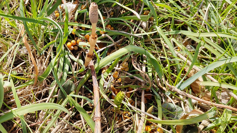 ツクシとハナニラとヘクソカズラの果実 横浜市旭区今宿南町