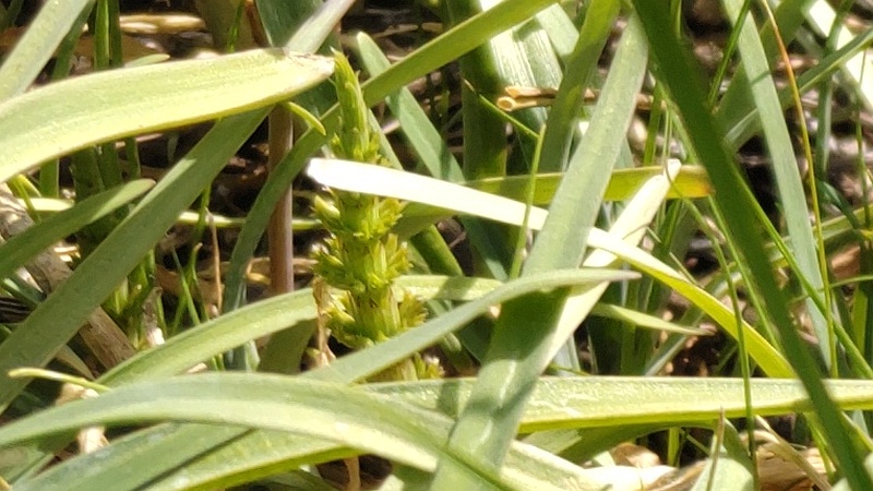 スギナ 横浜市旭区今宿南町