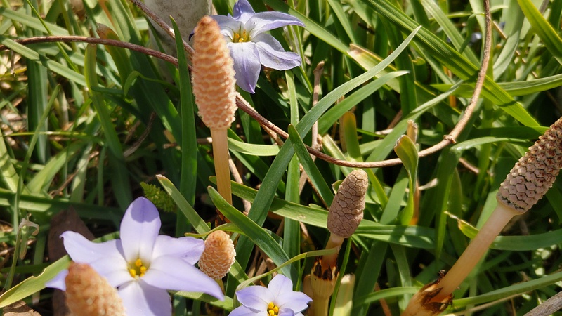 ツクシとハナニラの花 横浜市旭区今宿南町