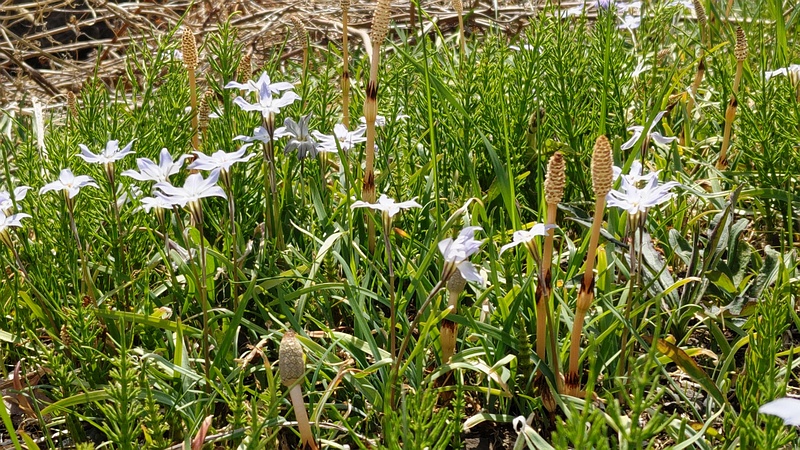 ツクシとハナニラの花 横浜市旭区今宿南町
