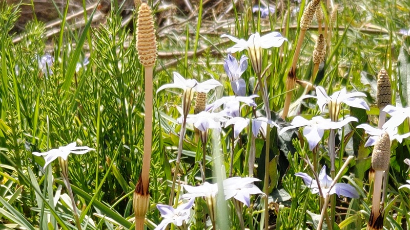 ツクシとハナニラの花 横浜市旭区今宿南町