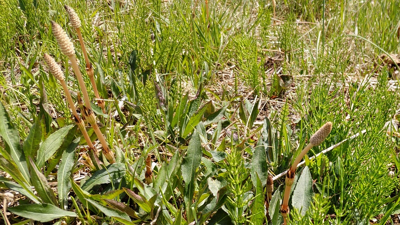 ツクシ 横浜市旭区今宿南町