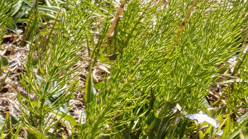 スギナ 横浜市旭区今宿南町