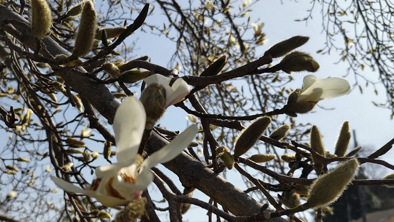 コブシの花 横浜市旭区今宿南町