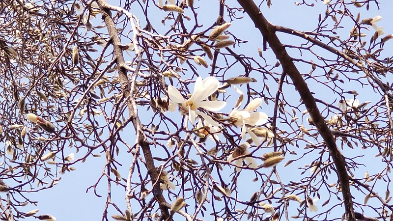 コブシの花 横浜市旭区今宿南町